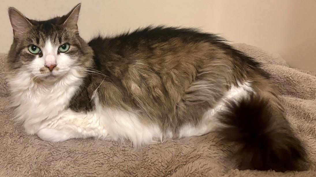 Enlarge Unna, a Adoptable Domestic Long Hair in Dover, DE image 4/6