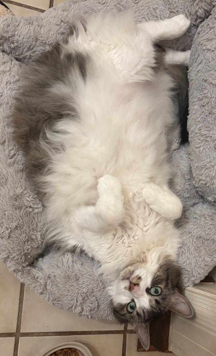 Enlarge Unna, a Adoptable Domestic Long Hair in Dover, DE image 2/6