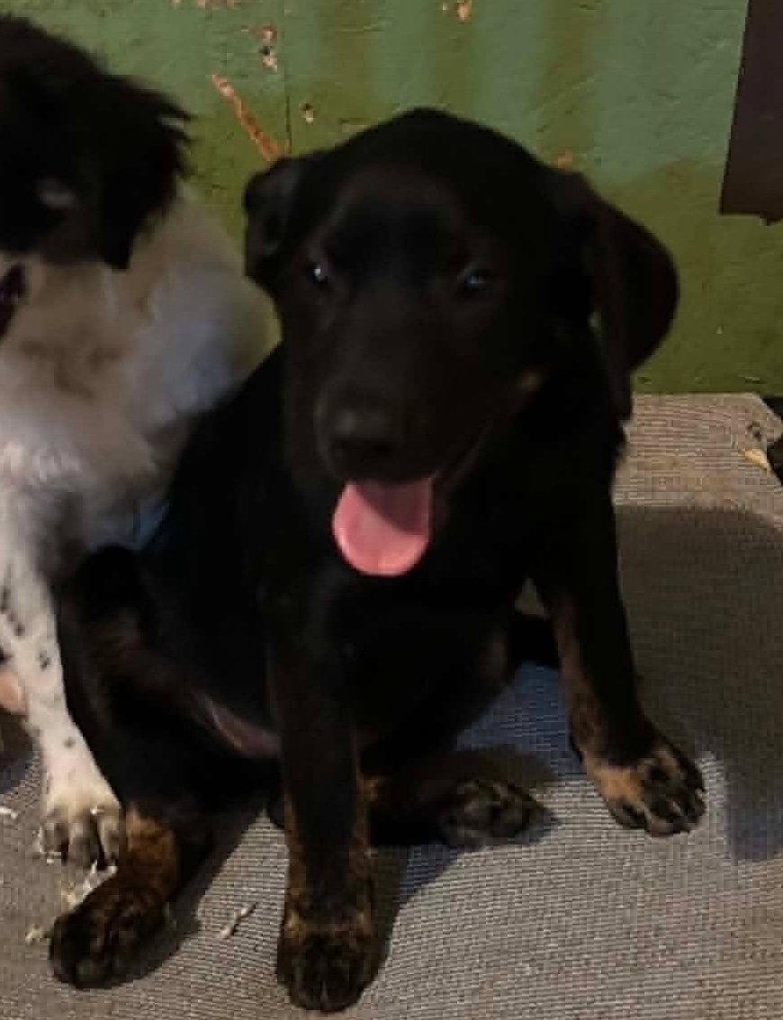 Sapling Pups - Juniper, Adoptable, Puppy Female Spaniel.