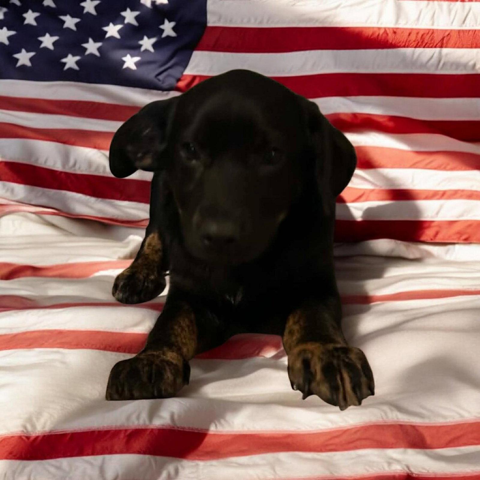 Enlarge Sapling Pups - Juniper, a Adoptable Spaniel in Ashville, OH image 2/3