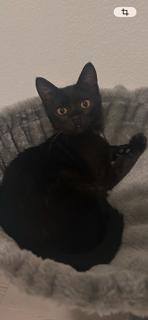 Vella, Adoptable, Kitten Female Domestic Short Hair.