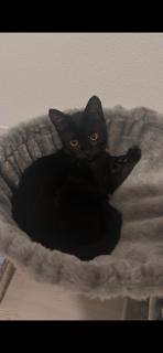 Enlarge Vella, a Adoptable Domestic Short Hair in Irving, TX image 2/3