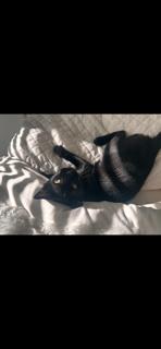 Enlarge Vella, a Adoptable Domestic Short Hair in Irving, TX image 3/3