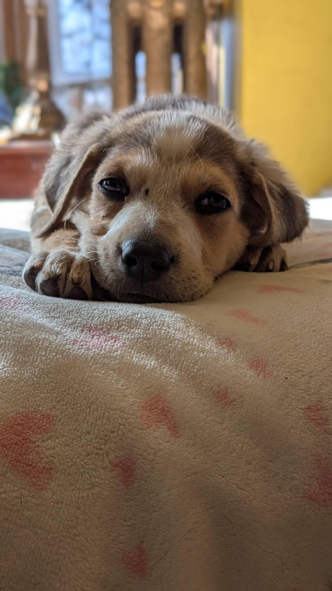 Hills , Adoptable, Puppy Male Hound.