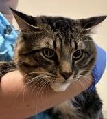 Enlarge Doug, a ADOPTABLE Domestic Long Hair in Ontario, NY image 2/3