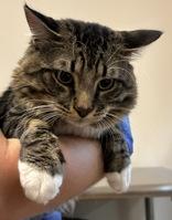 Enlarge Doug, a ADOPTABLE Domestic Long Hair in Ontario, NY image 3/3