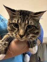Doug, ADOPTABLE, Adult Male Domestic Long Hair.