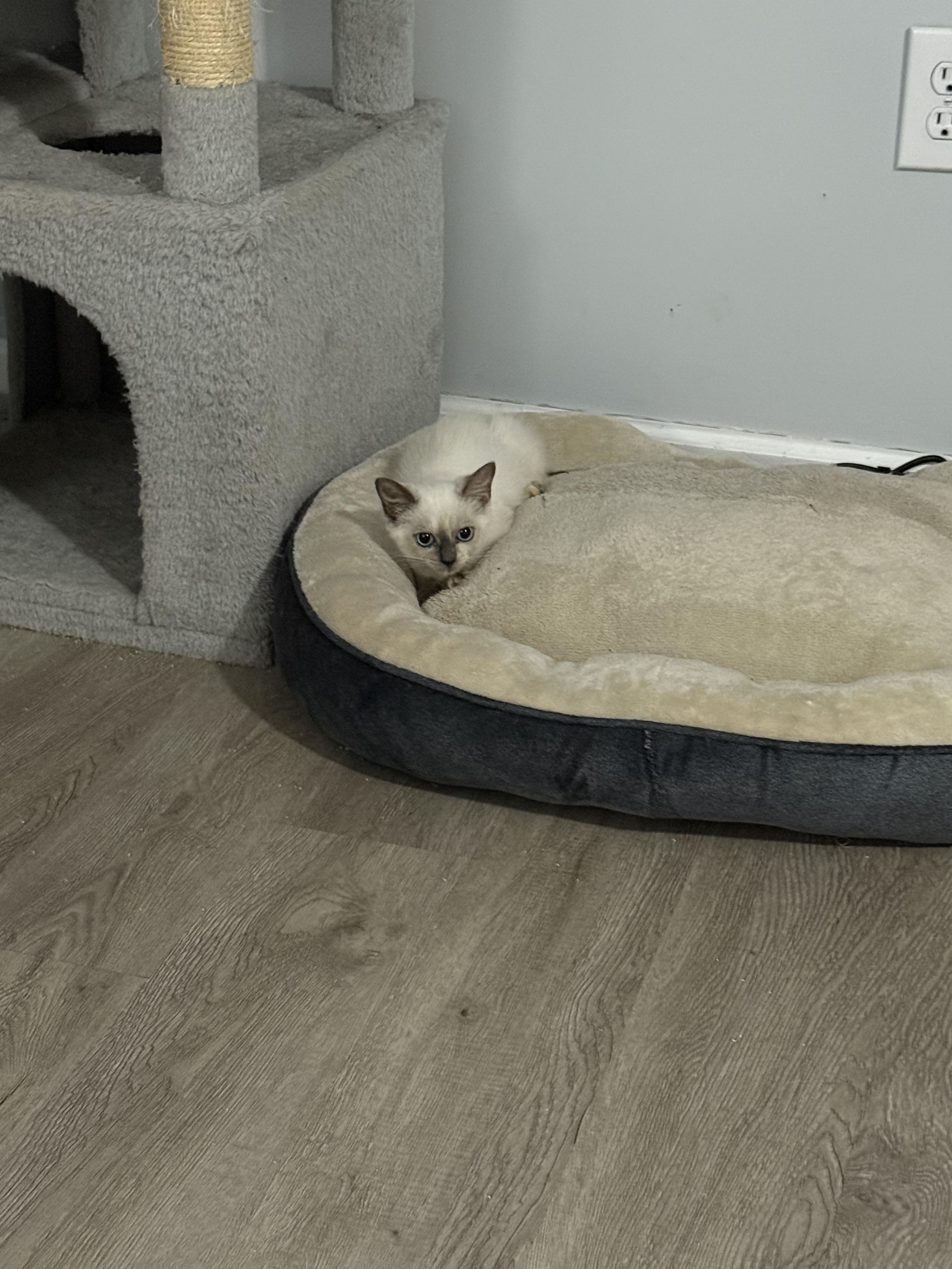 Lillithsi, Adopted, Kitten Female Siamese.
