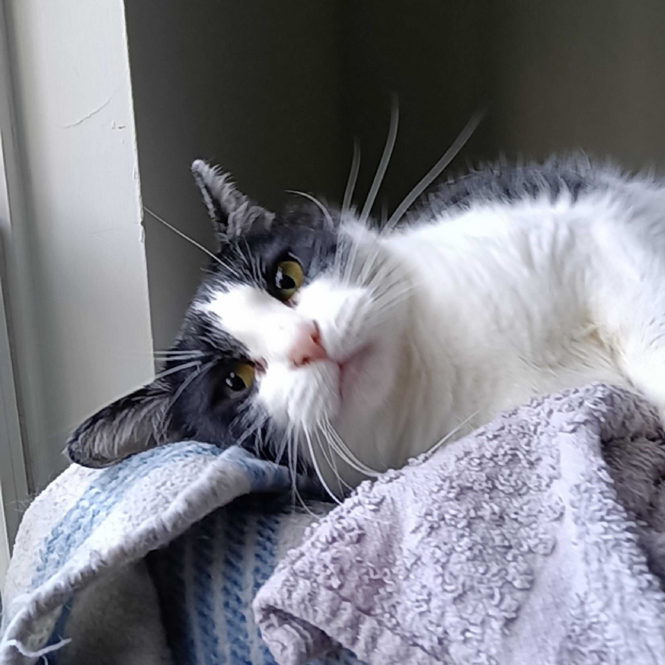 Poppy, an adopted Domestic Medium Hair in Asheville, NC image 1/6