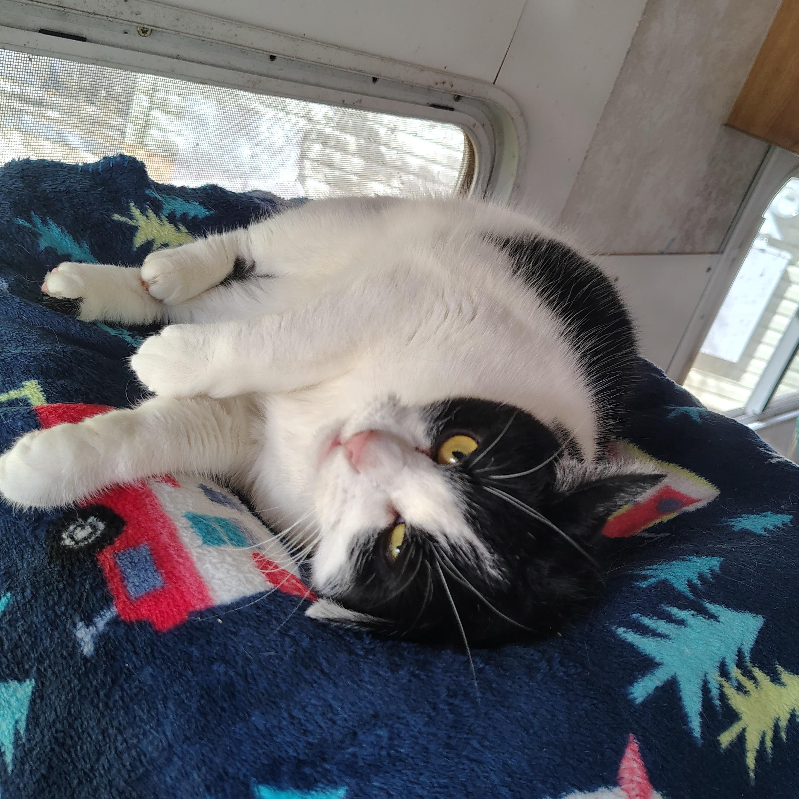 Poppy, an adopted Domestic Medium Hair in Asheville, NC image 4/6