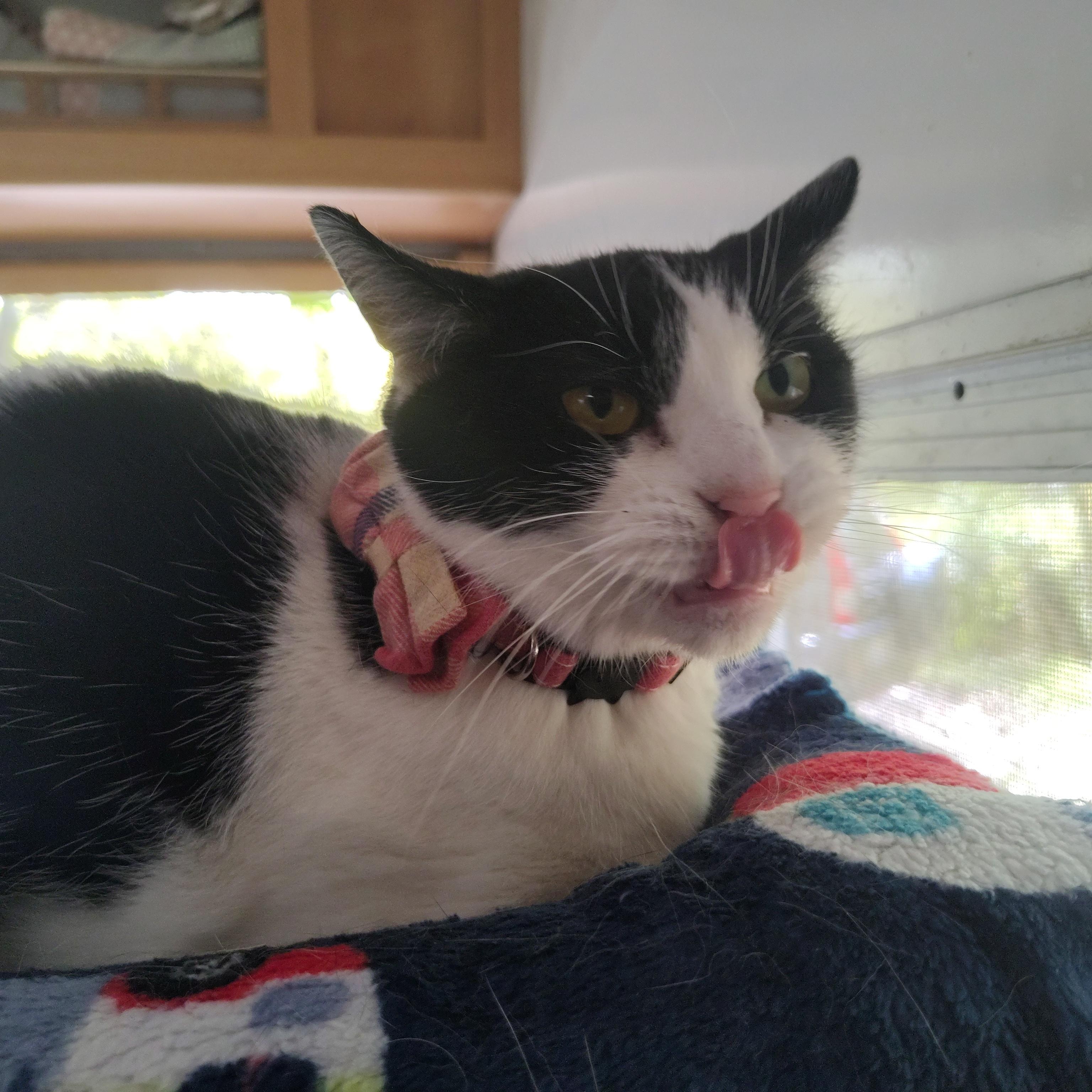 Poppy, an adopted Domestic Medium Hair in Asheville, NC image 5/6