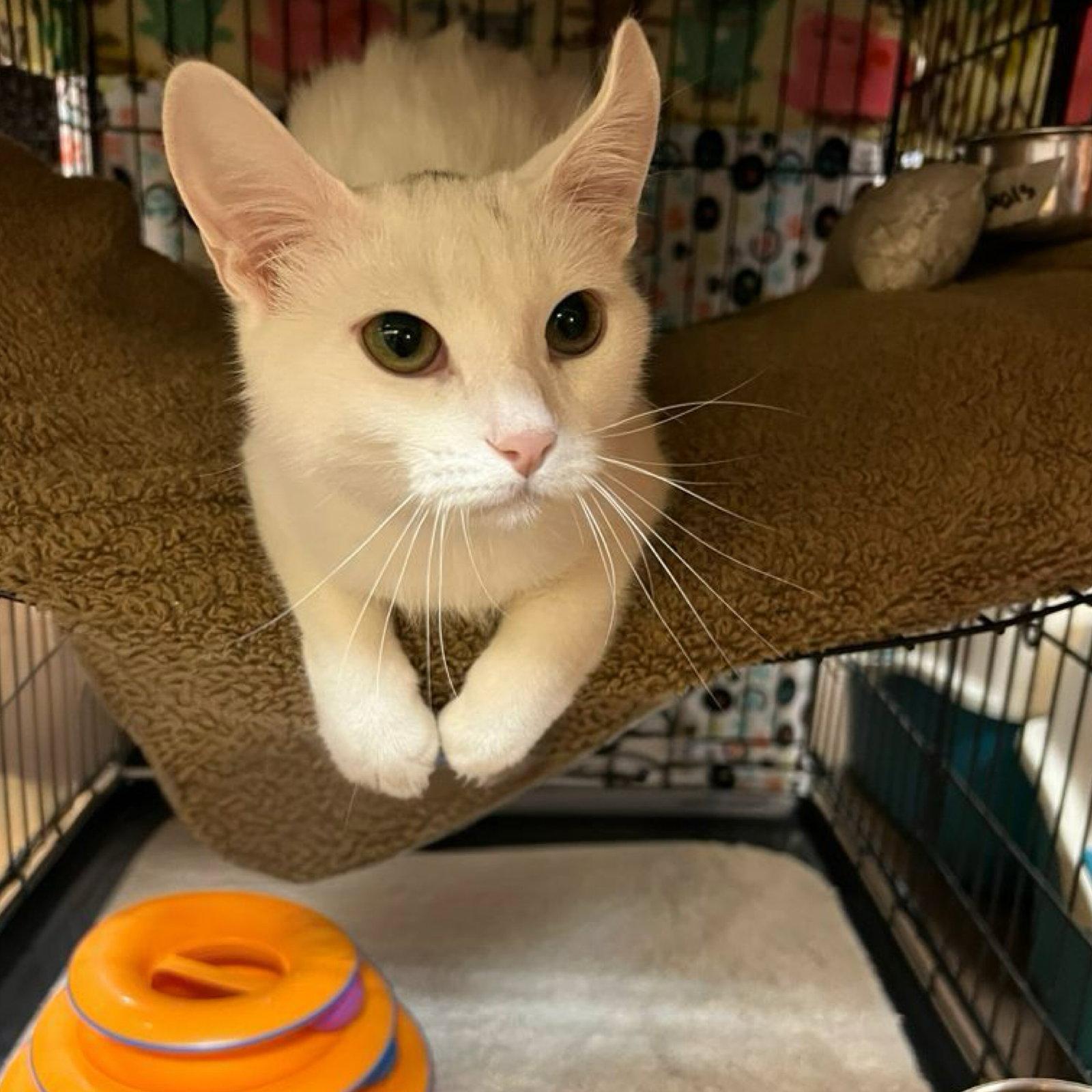 Yuki, Adoptable, Young Male Domestic Short Hair.