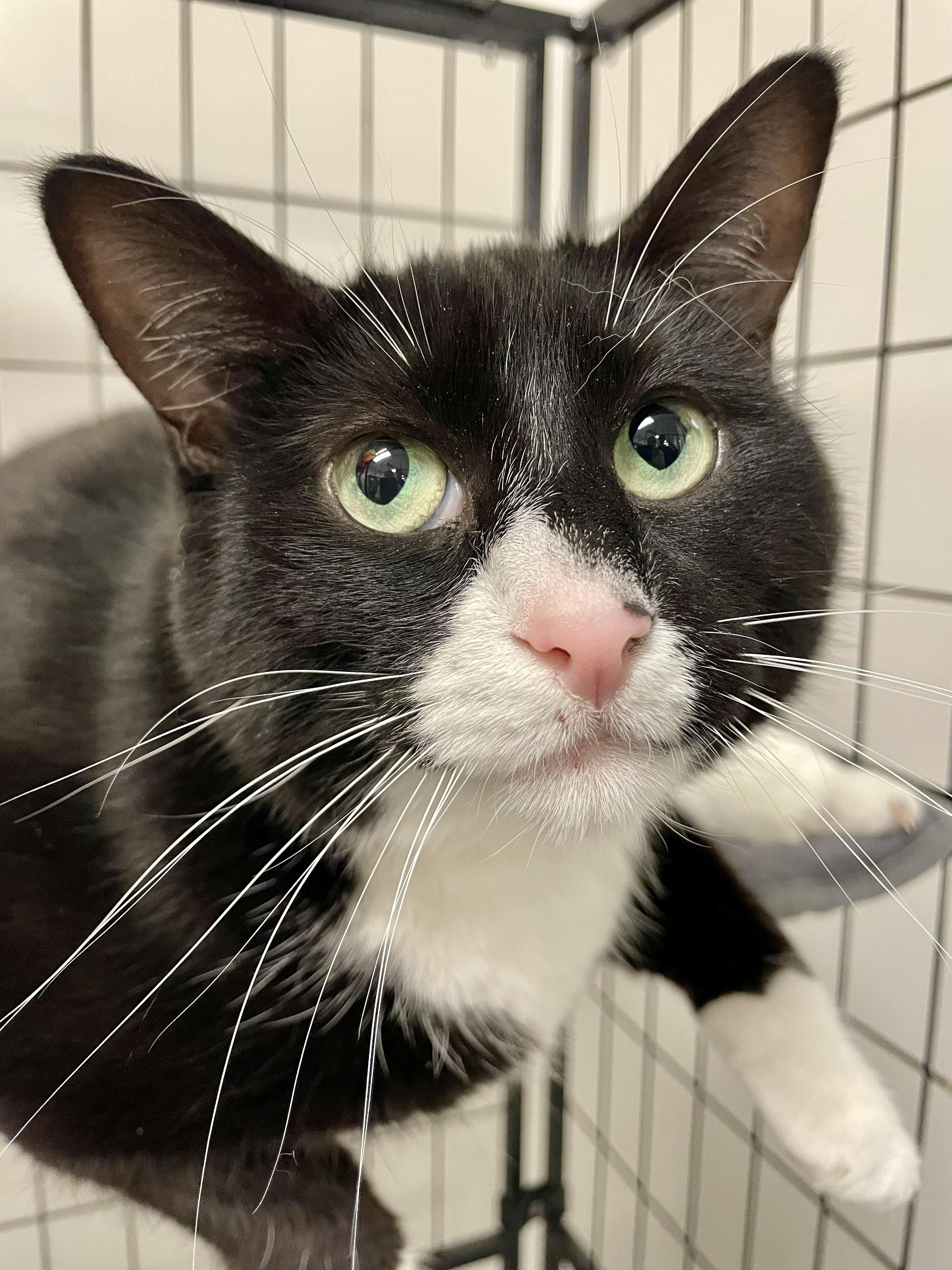 Enlarge Fluffy (Bonded with Caramel), an adopted Domestic Short Hair in Everett, ON image 3/3