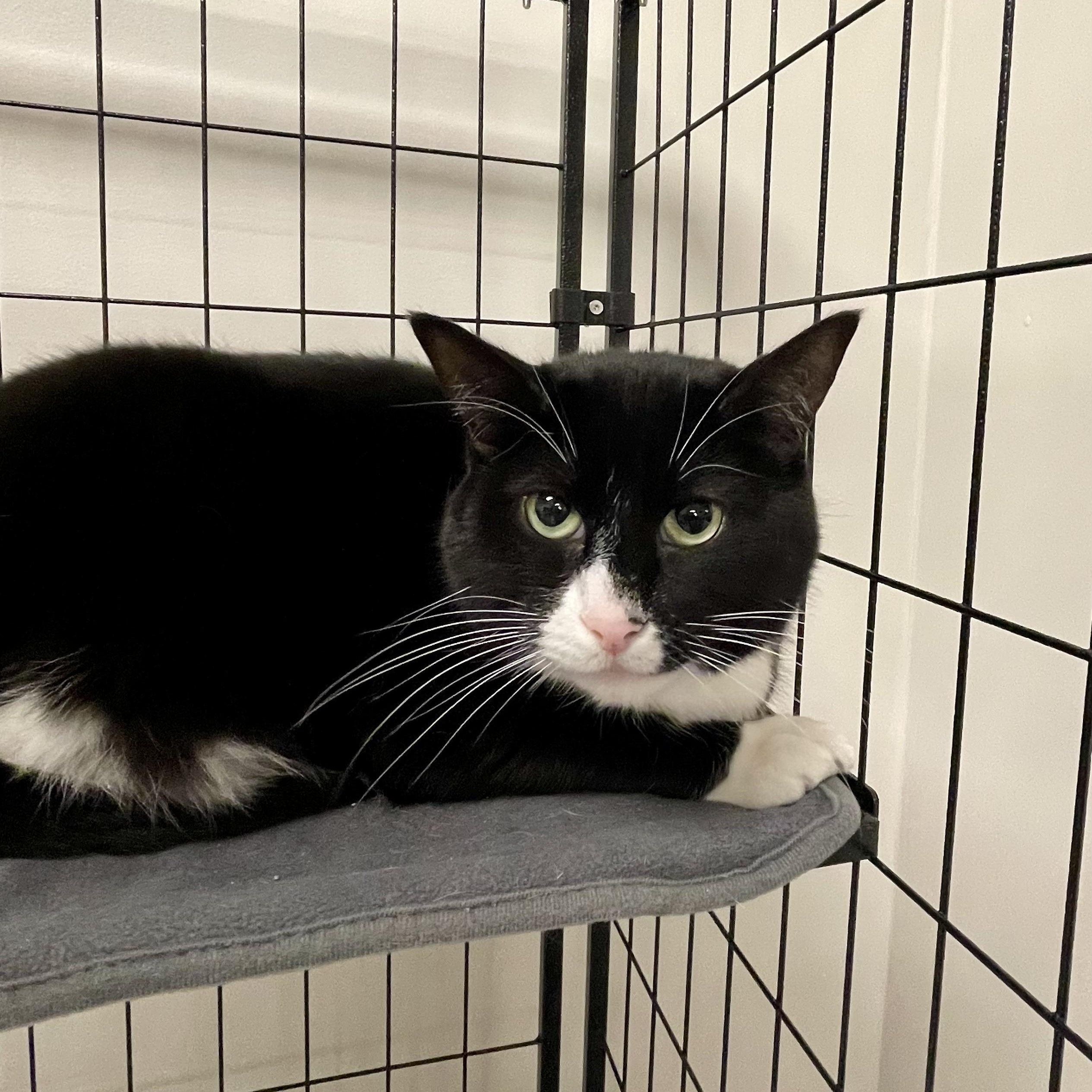 Enlarge Fluffy (Bonded with Caramel), an adopted Domestic Short Hair in Everett, ON image 1/3