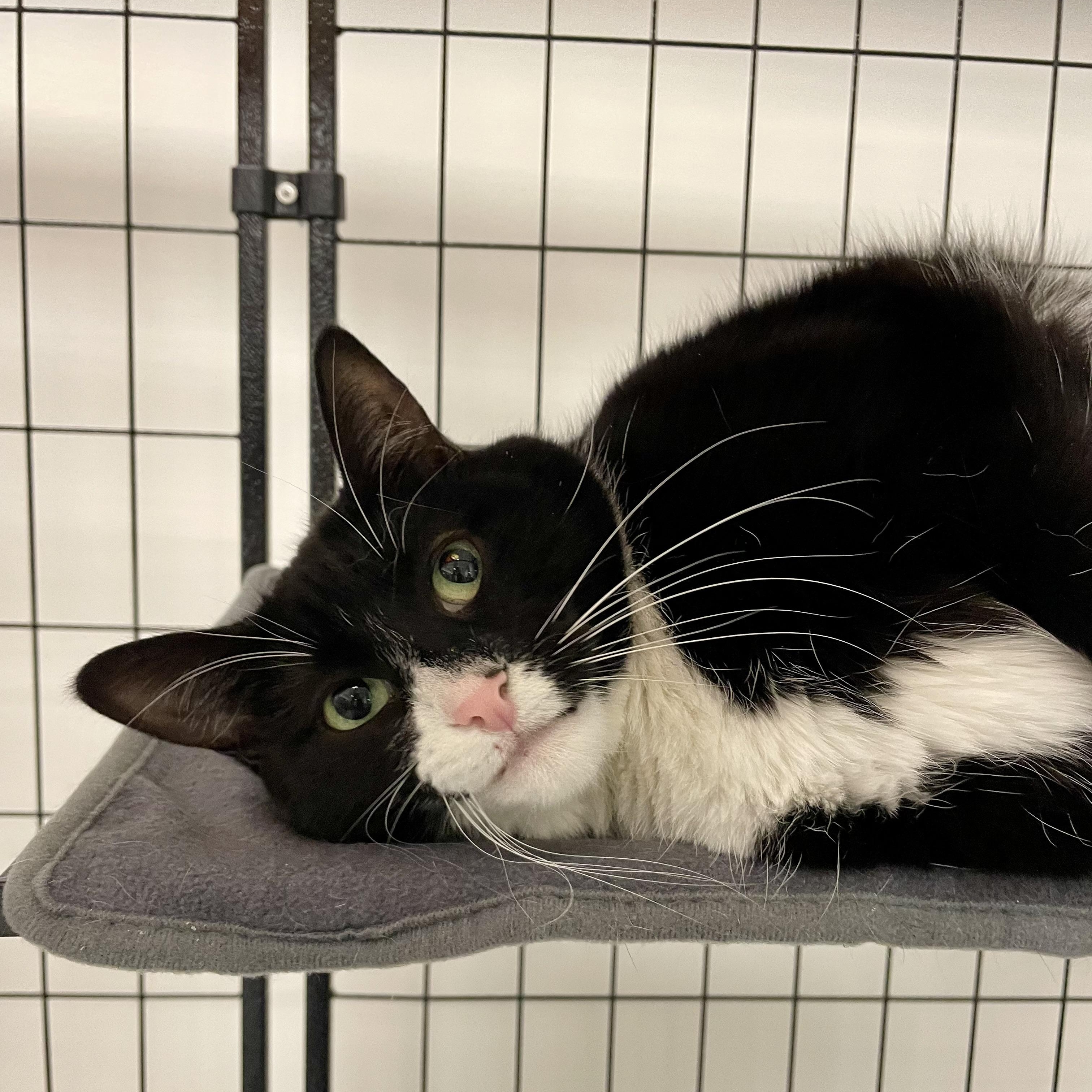 Enlarge Fluffy (Bonded with Caramel), an adopted Domestic Short Hair in Everett, ON image 2/3