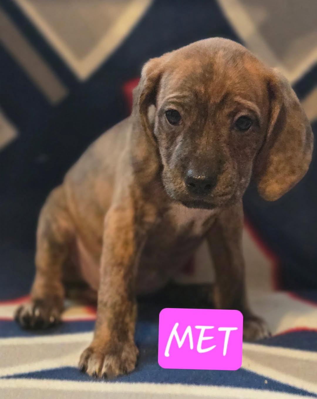 Met, Baby Female unknown