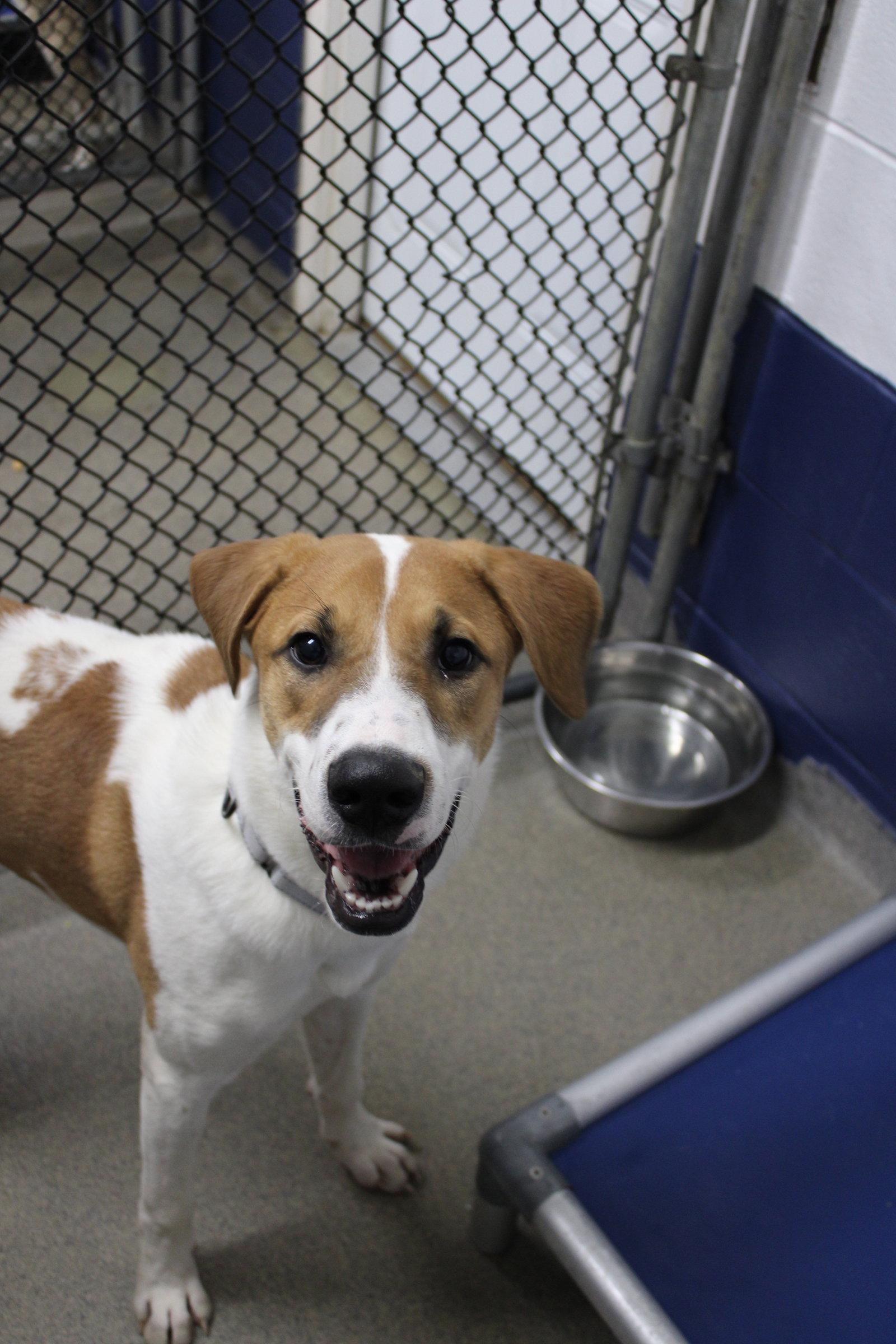 Mask 6 month Ava 9/23, Adoptable, Young Male Terrier.