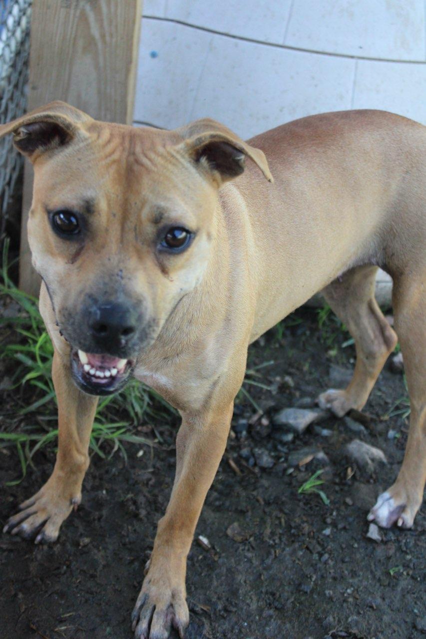 Honeybun, ADOPTABLE, Adult Female Pit Bull Terrier.