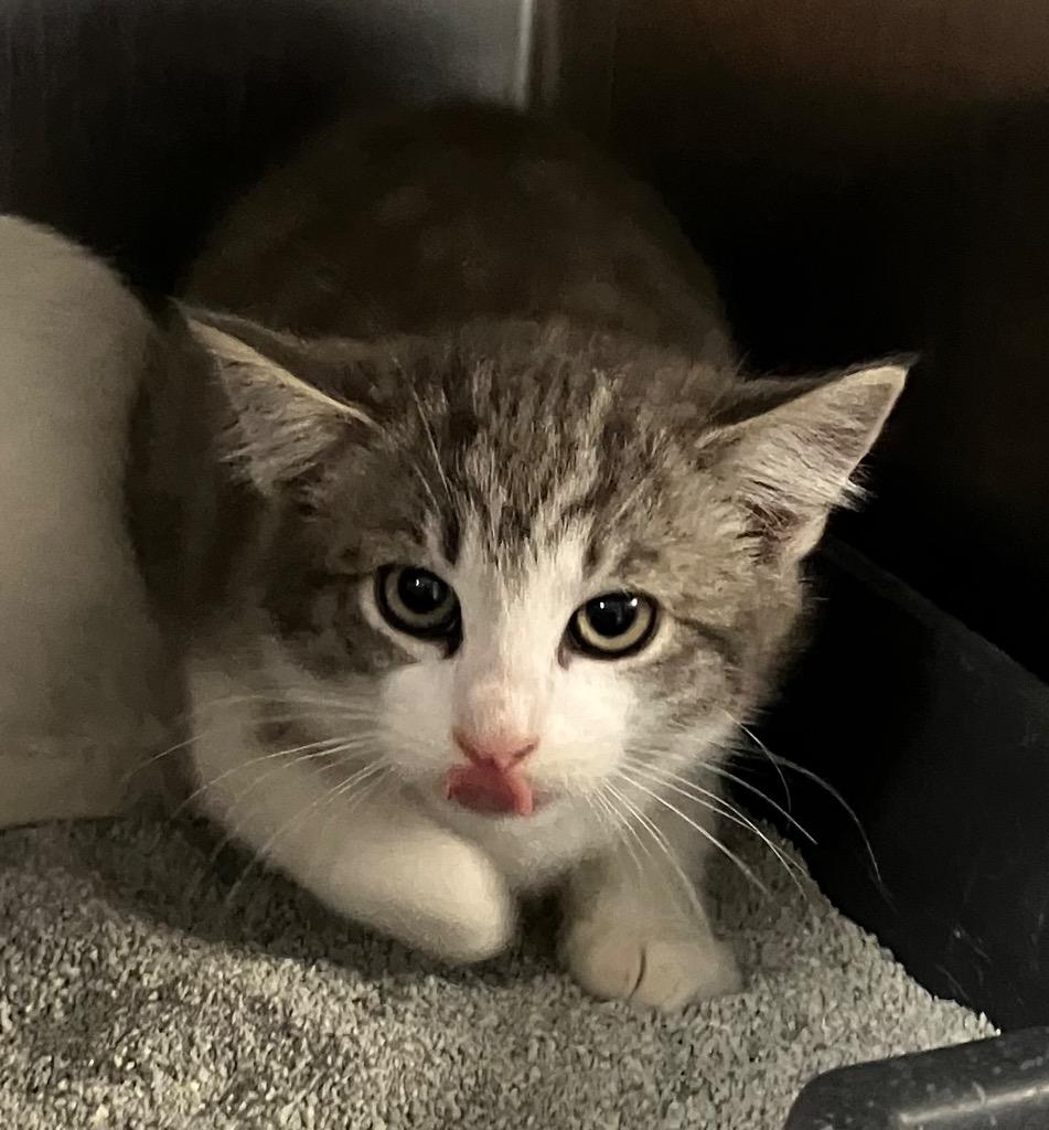 Topaz, ADOPTABLE, Kitten Male Domestic Short Hair.