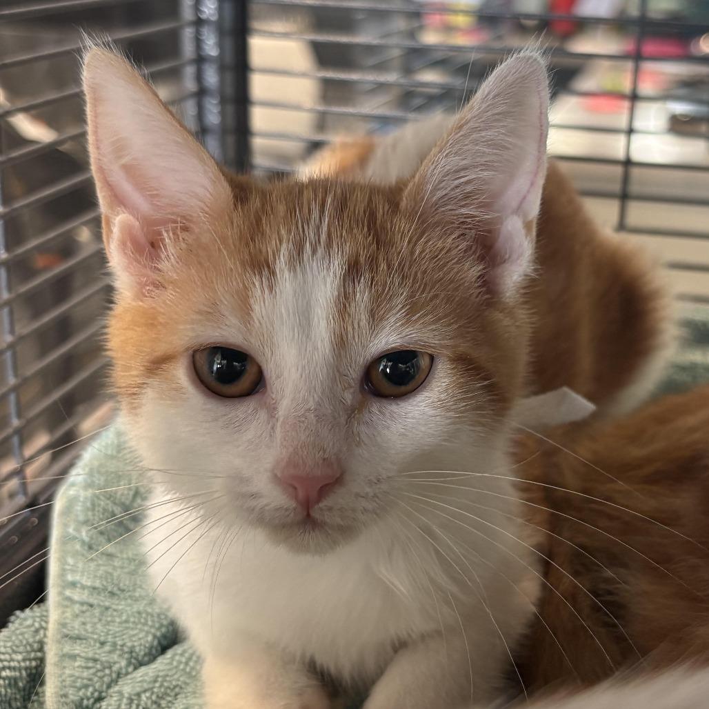 Sunset, Adoptable, Kitten Female Domestic Short Hair.