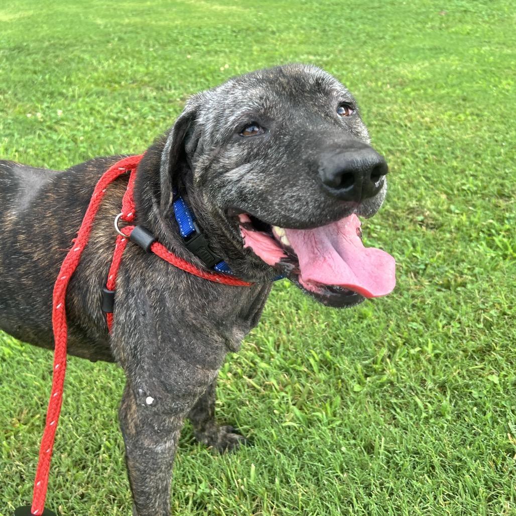 Enlarge Titan, a Adoptable Mixed Breed in Fredericksburg, VA image 1/5