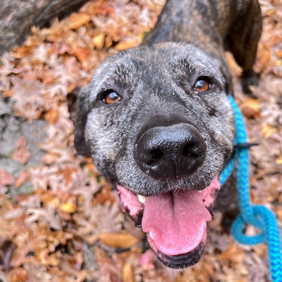 Titan, Adoptable, Adult Male Mixed Breed.