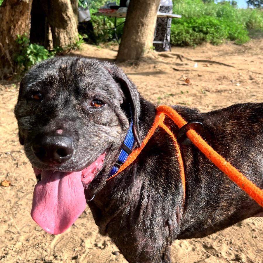 Enlarge Titan, a Adoptable Mixed Breed in Fredericksburg, VA image 2/5