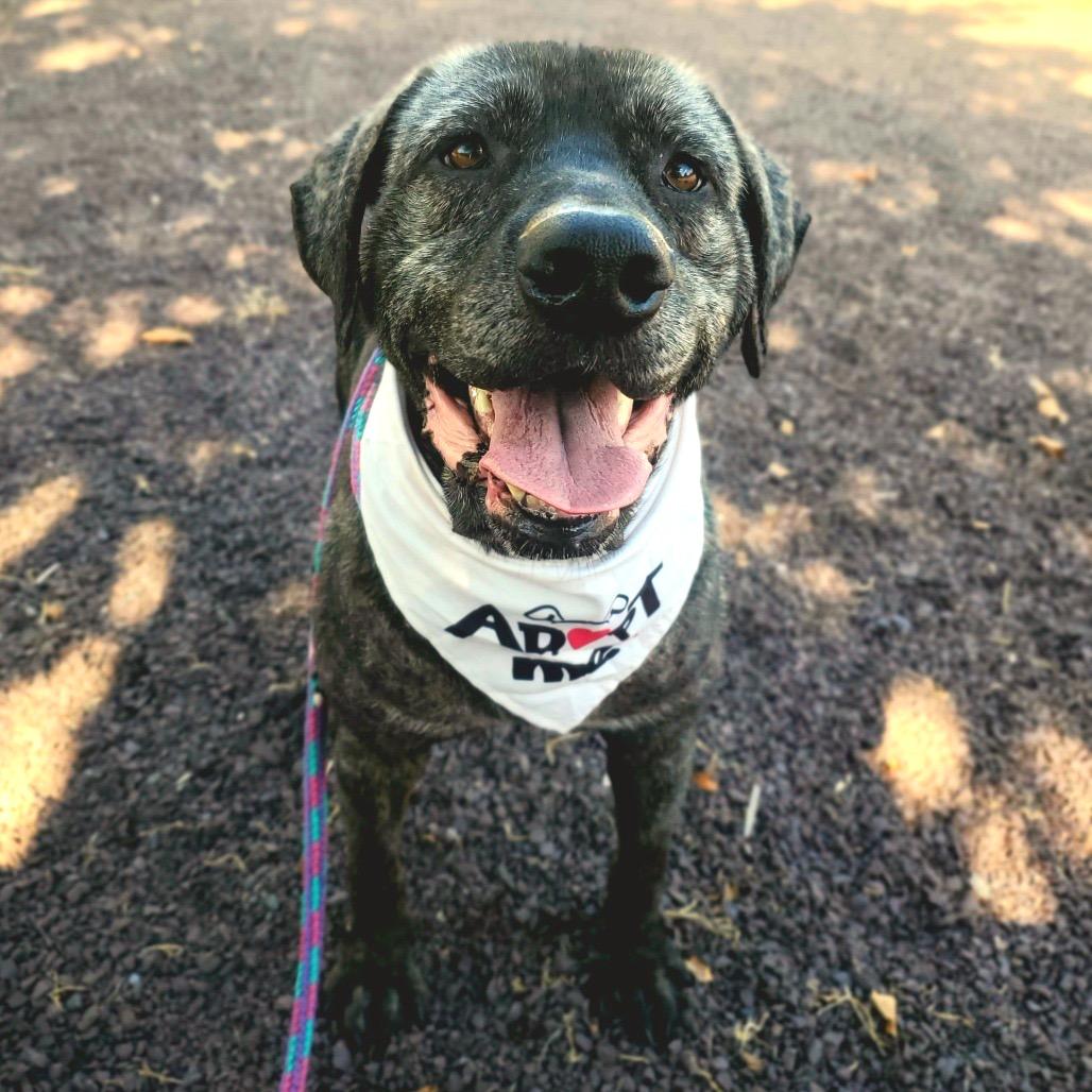 Enlarge Titan, a Adoptable Mixed Breed in Fredericksburg, VA image 3/5