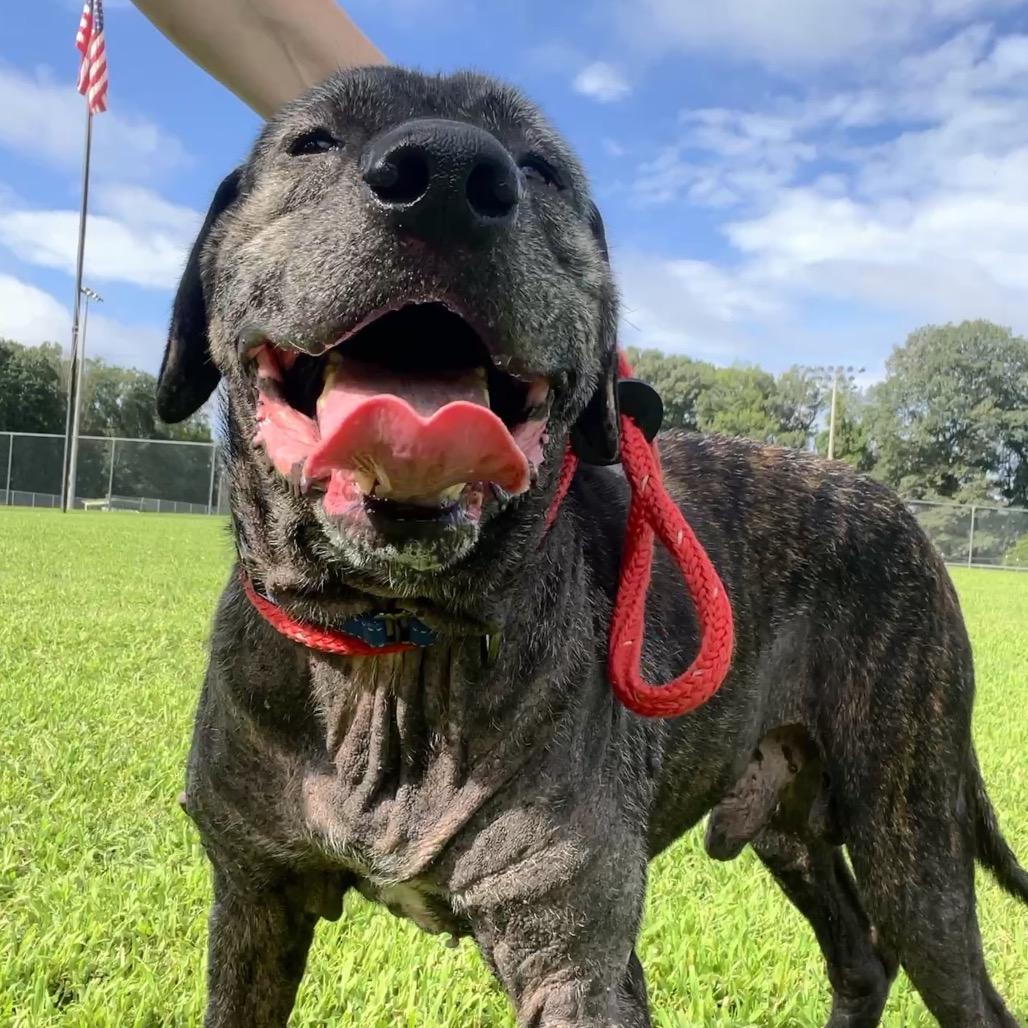 Enlarge Titan, a Adoptable Mixed Breed in Fredericksburg, VA image 4/5