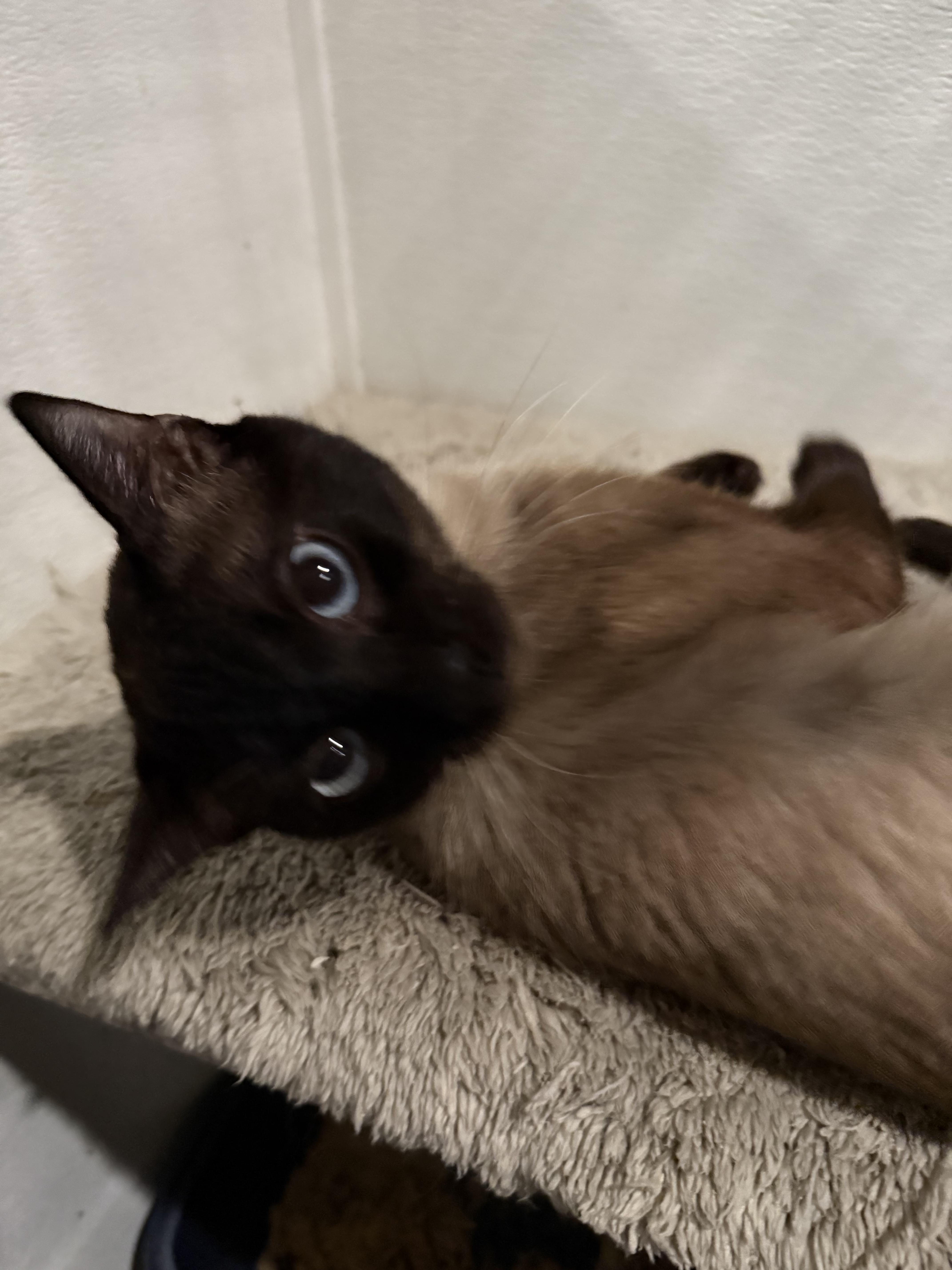 Luighi, an adopted Siamese in Pomona, CA image 3/6