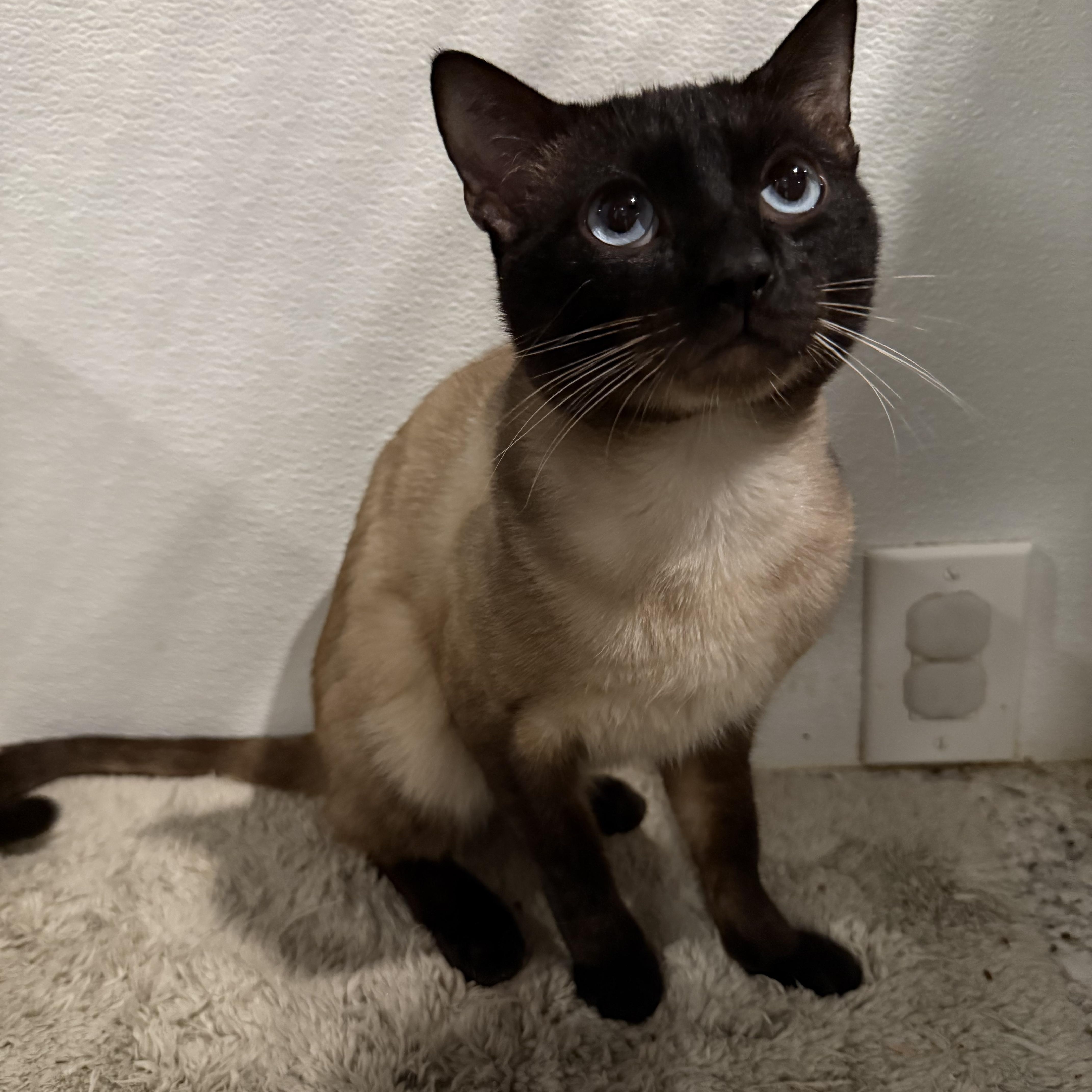 Luighi, an adopted Siamese in Pomona, CA image 6/6