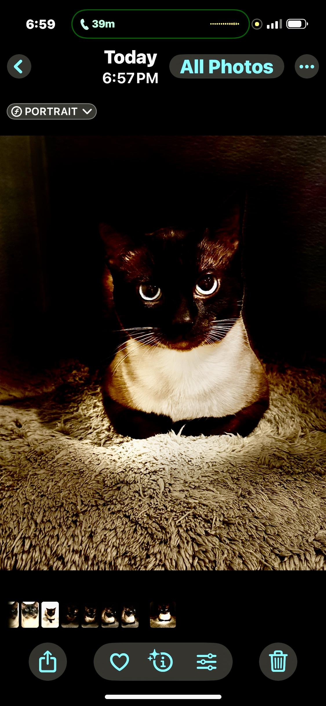 Luighi, an adopted Siamese in Pomona, CA image 2/6