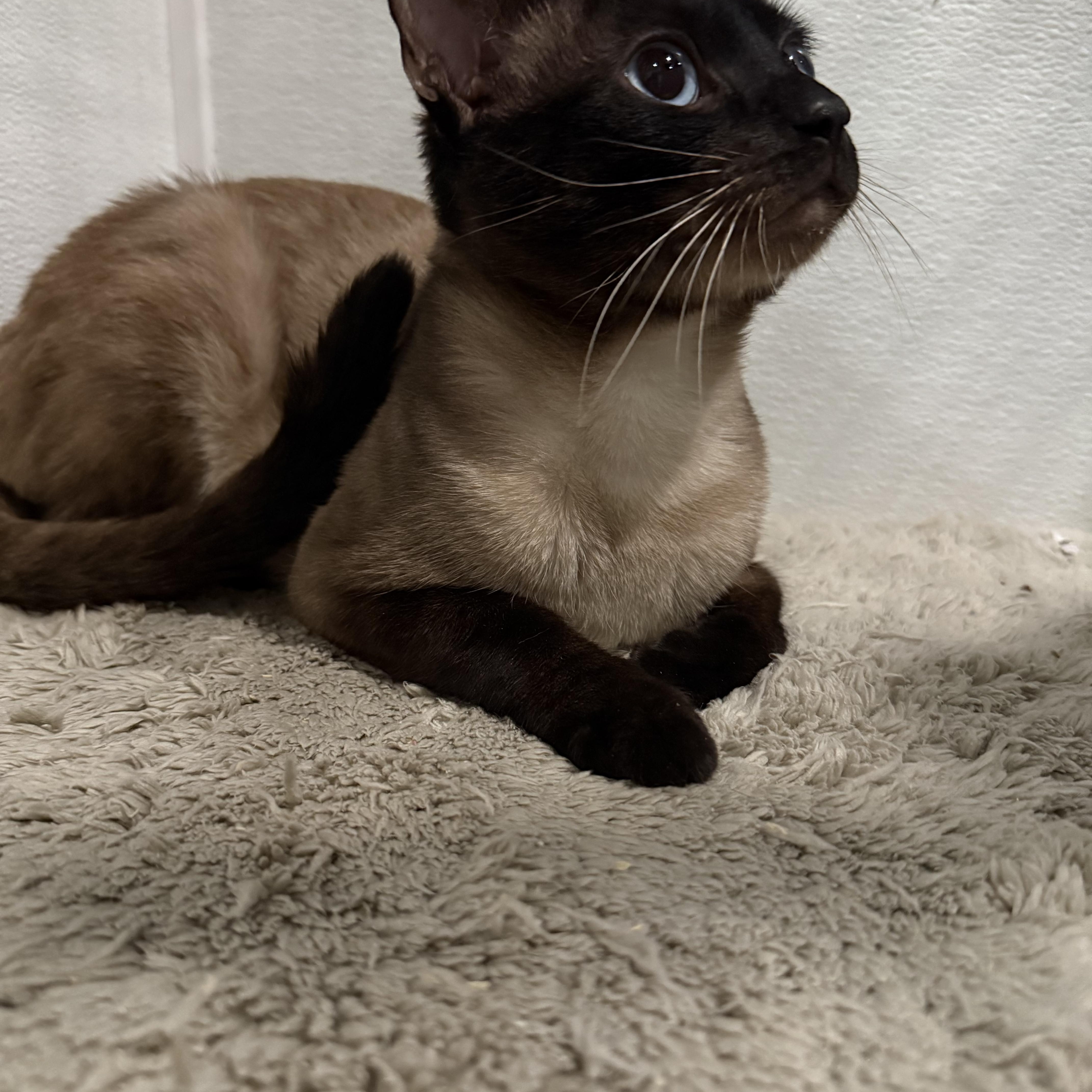 Luighi, an adopted Siamese in Pomona, CA image 4/6