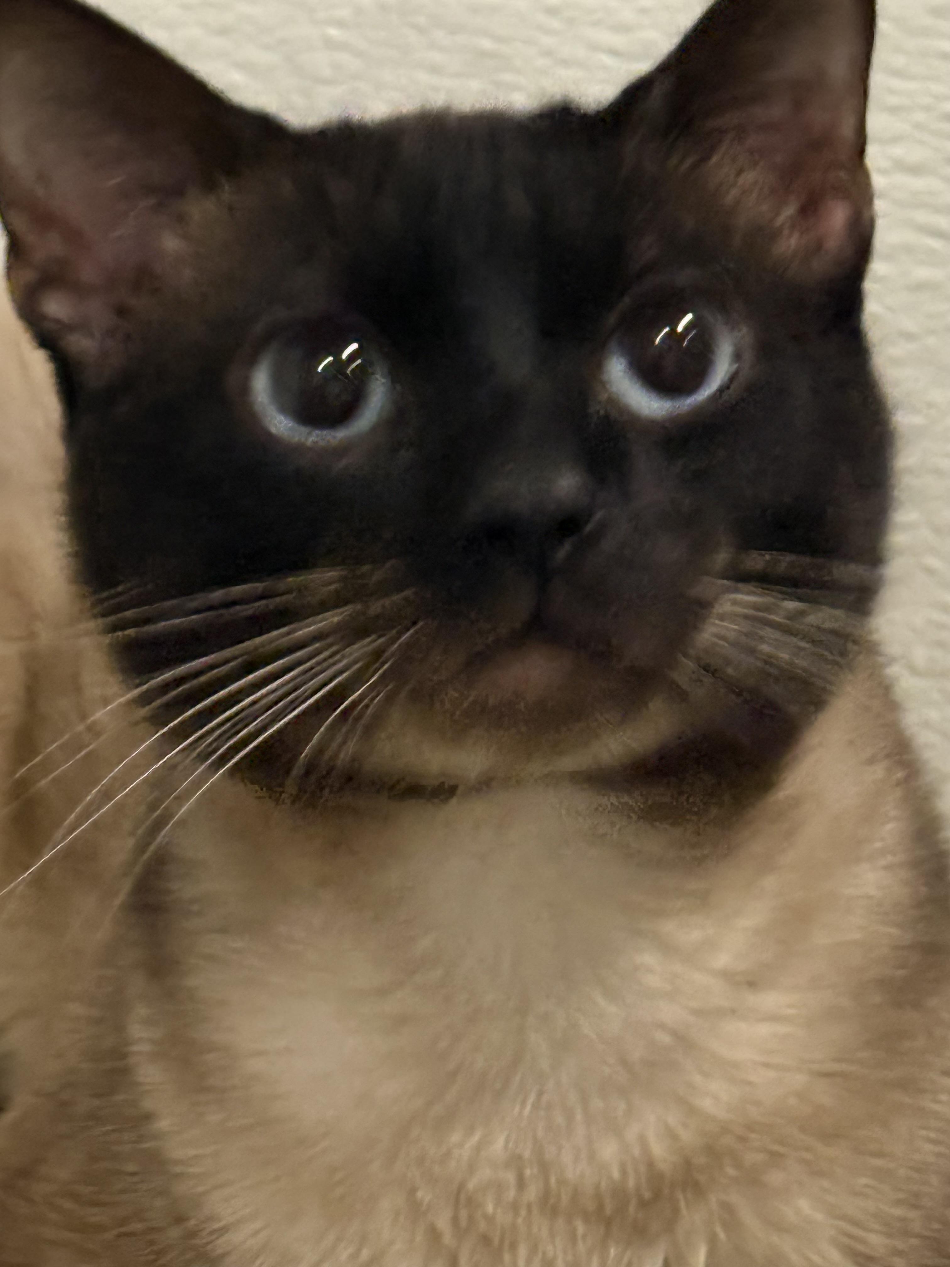 Luighi, an adopted Siamese in Pomona, CA image 1/6
