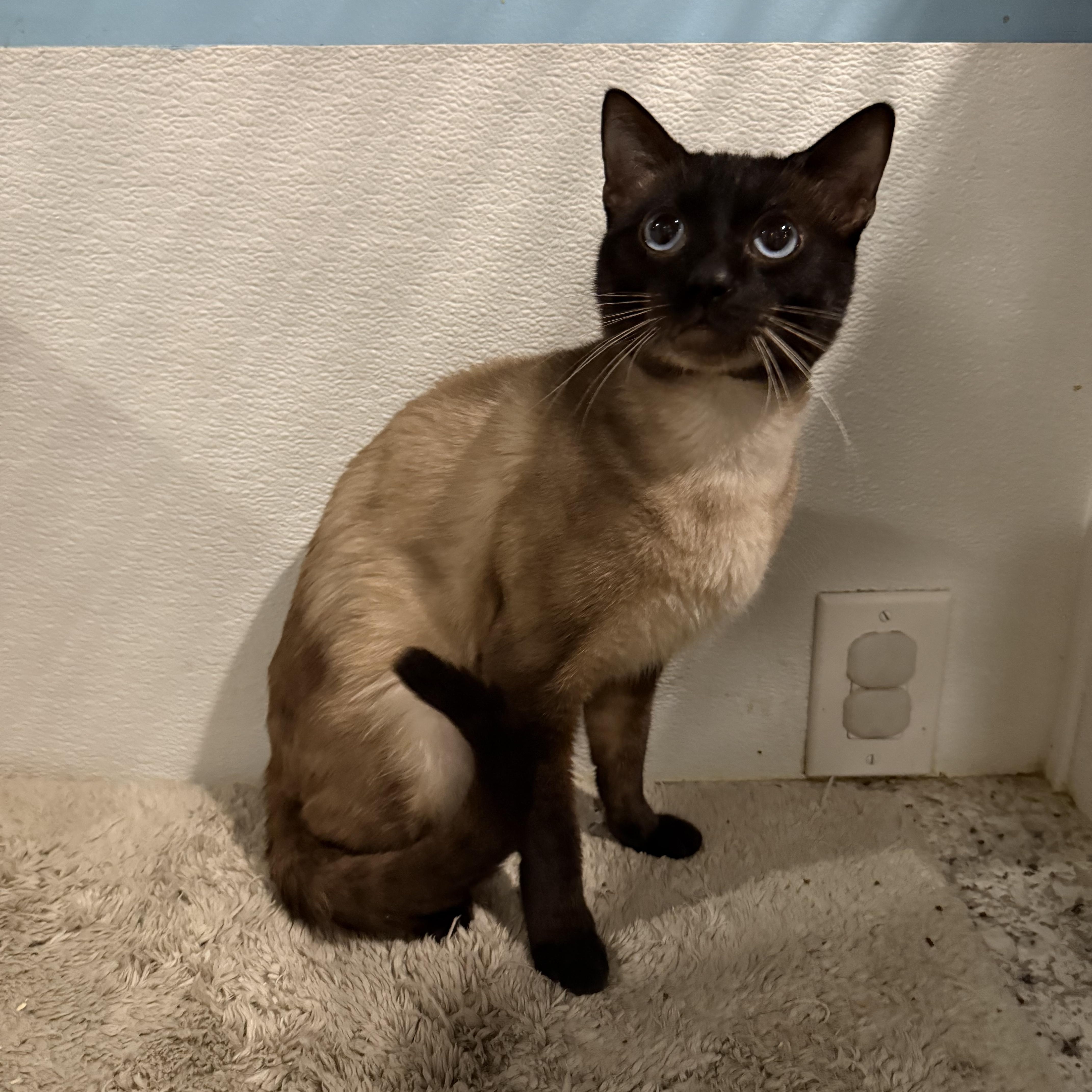 Luighi, an adopted Siamese in Pomona, CA image 5/6
