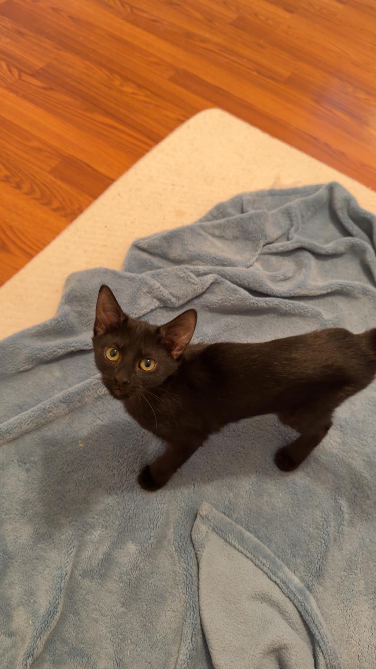 Charlotte, Adoptable, Kitten Female Domestic Short Hair.