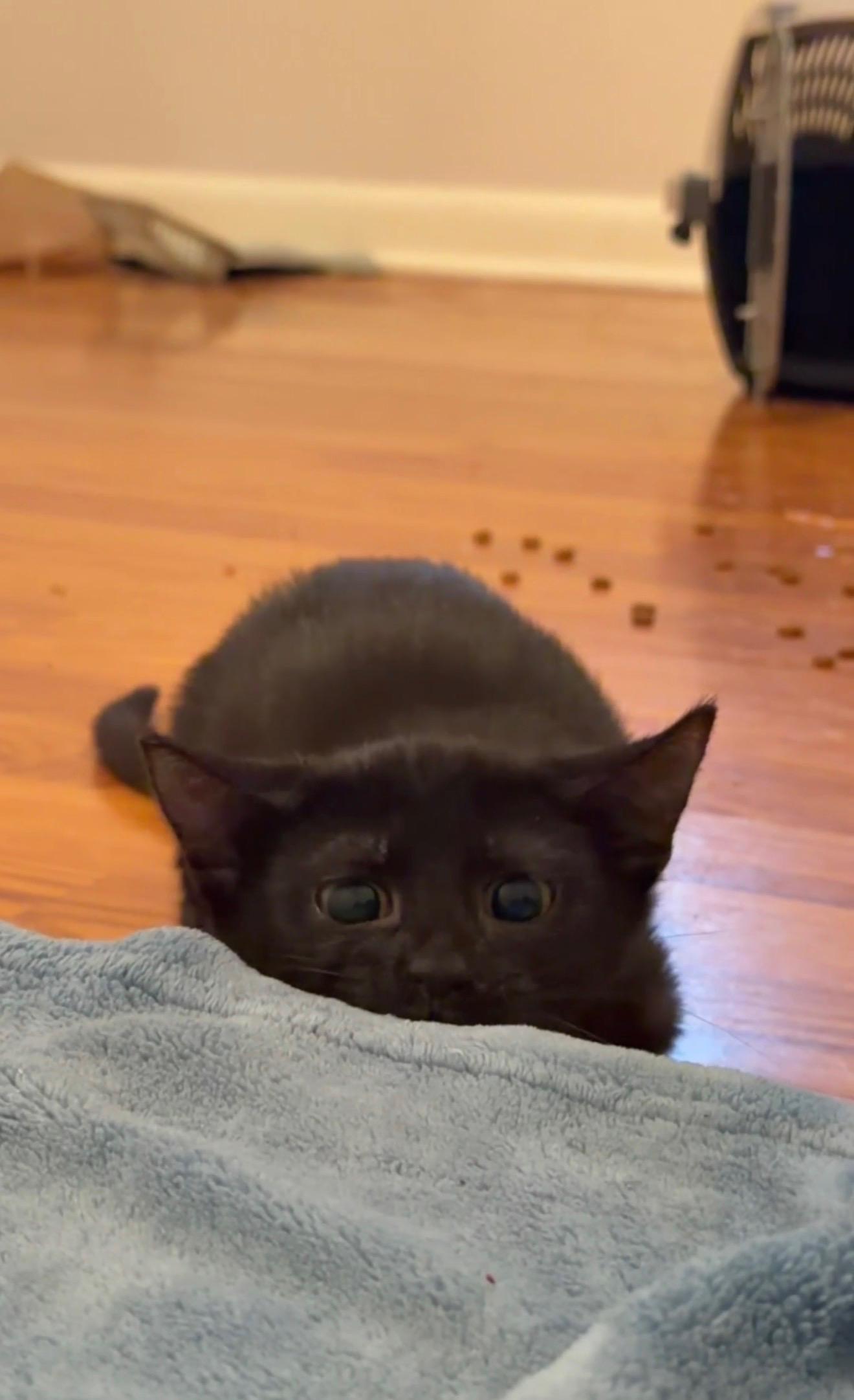 Enlarge Charlotte, a Adoptable Domestic Short Hair in Mississippi State, MS image 2/3