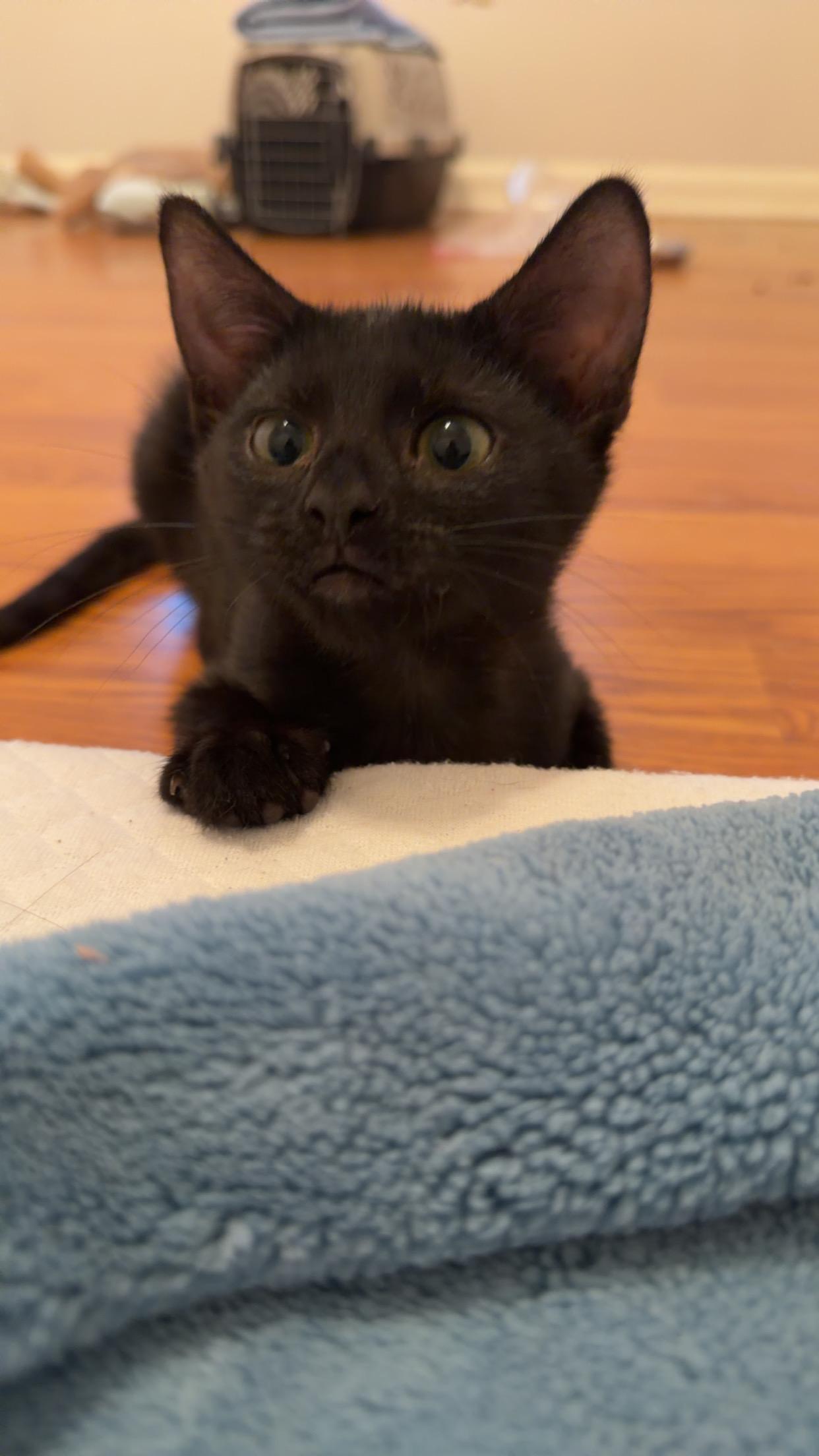 Enlarge Charlotte, a Adoptable Domestic Short Hair in Mississippi State, MS image 3/3