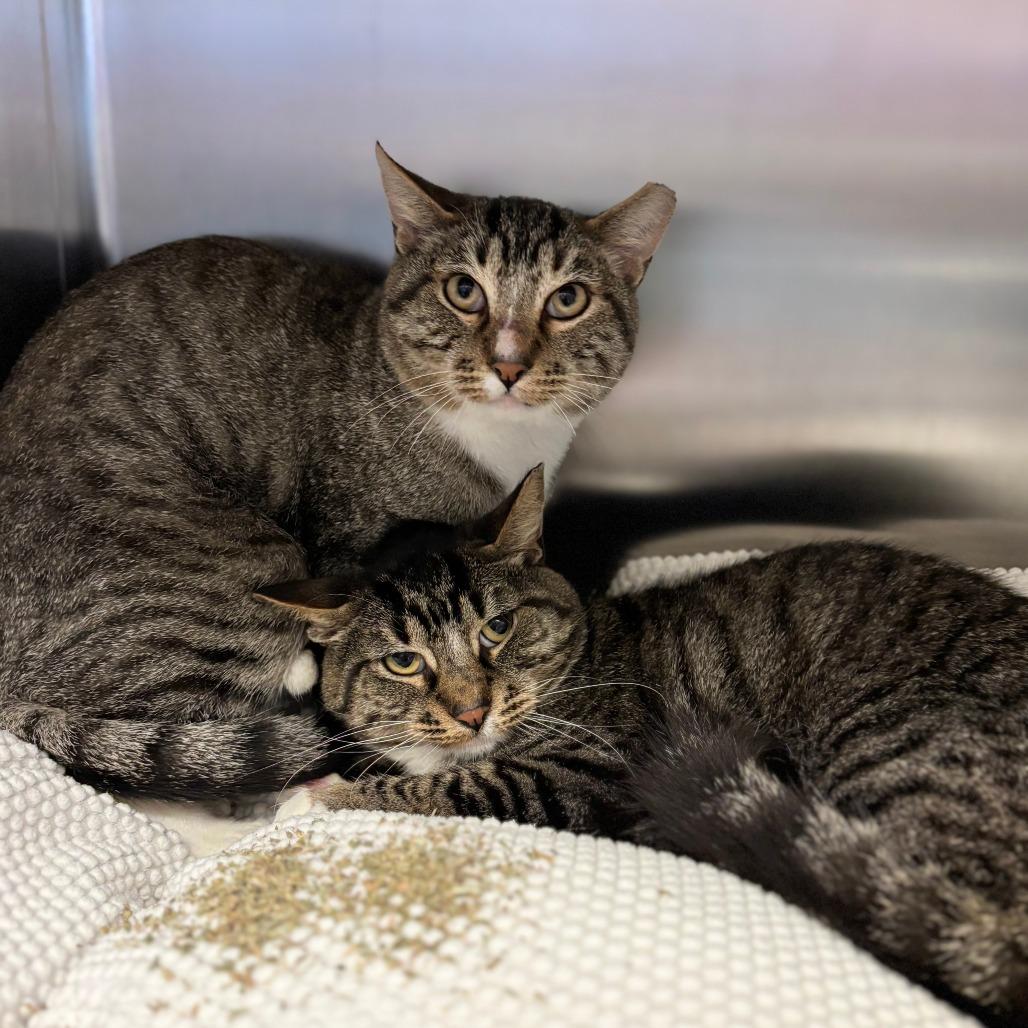 Cocoon--In Foster, Adoptable, Adult Male Domestic Short Hair.