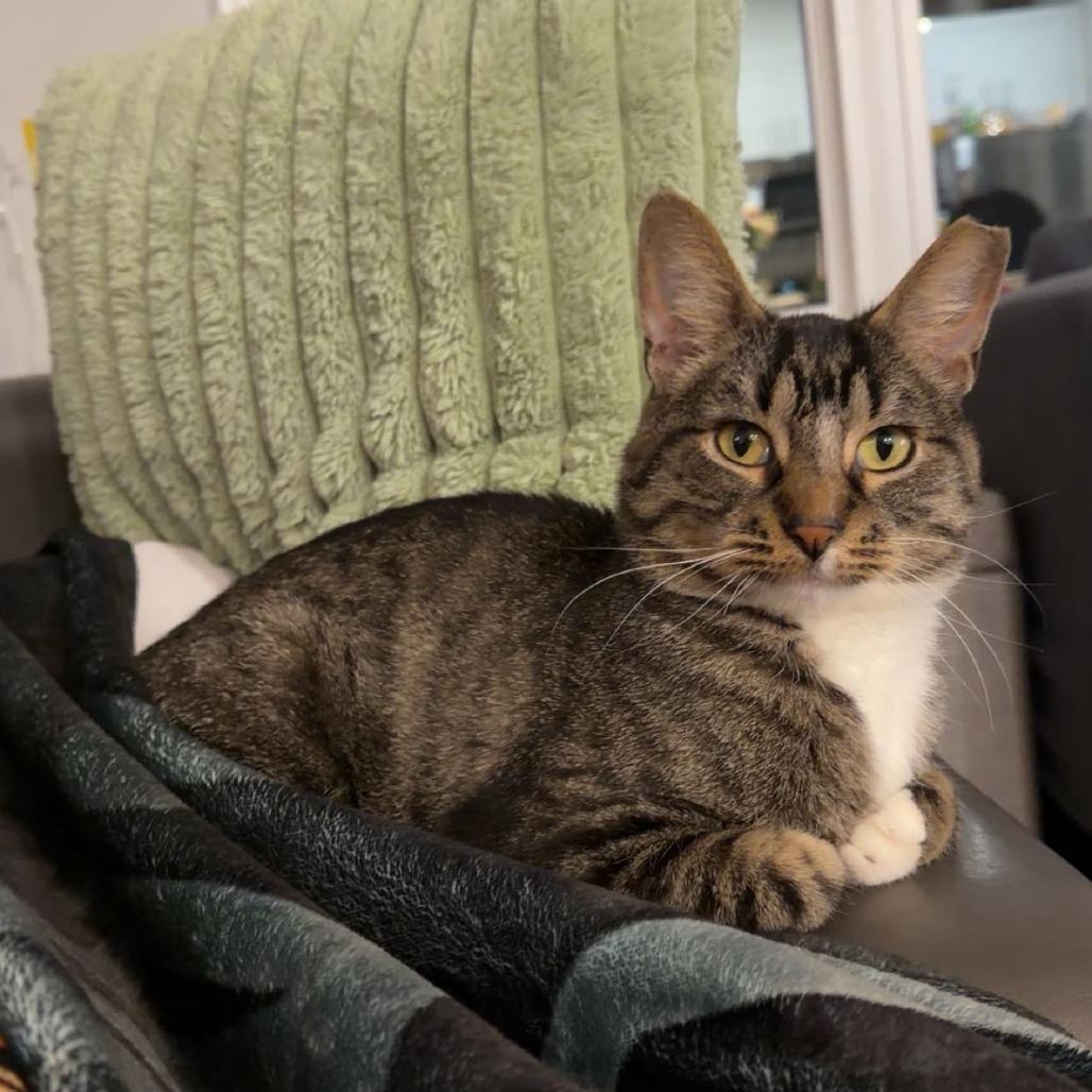 Cocoon--In Foster, Adoptable, Adult Male Domestic Short Hair.