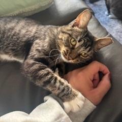 Enlarge Cocoon--In Foster, a Adoptable Domestic Short Hair in Fargo, ND image 2/6