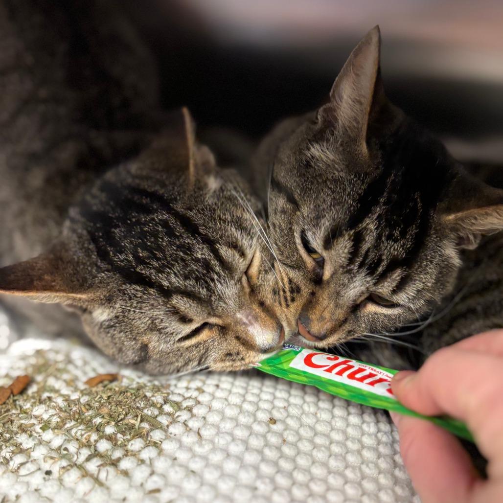 Enlarge Cocoon--In Foster, a Adoptable Domestic Short Hair in Fargo, ND image 3/6