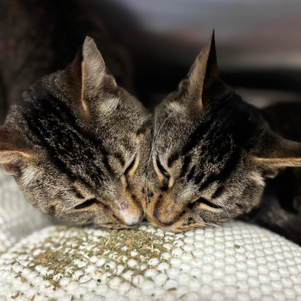 Enlarge Cocoon--In Foster, a Adoptable Domestic Short Hair in Fargo, ND image 6/6