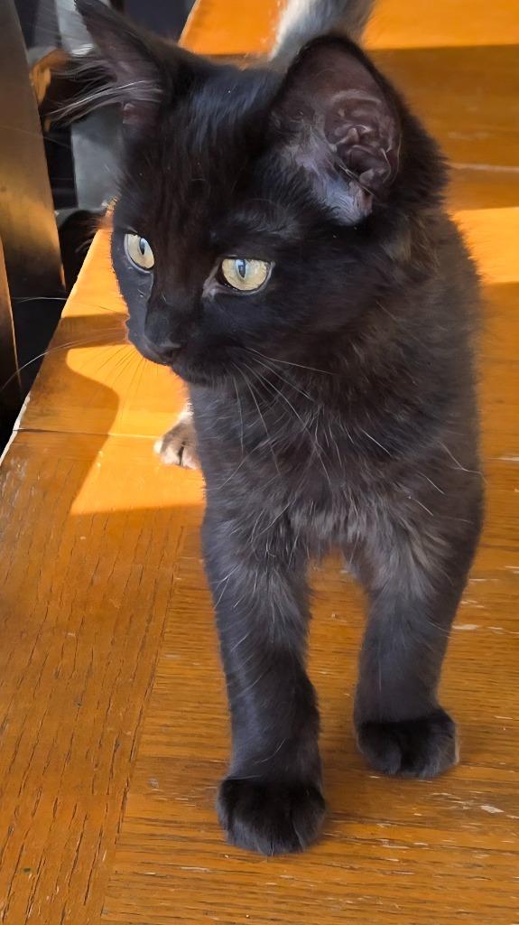Glisten26, Adoptable, Kitten Female Domestic Medium Hair.