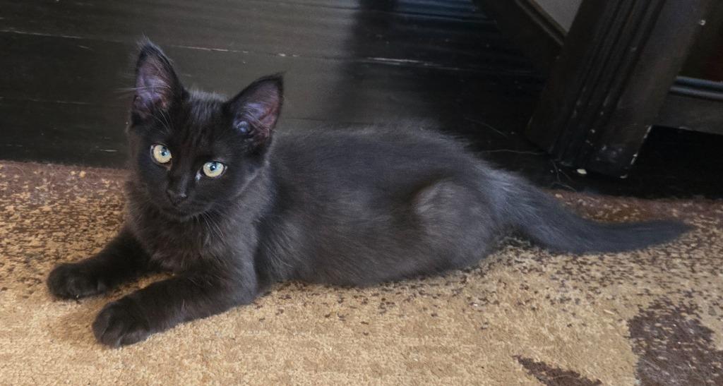 Glisten26, a Adoptable mixed breed in Youngsville, NC image 2/3