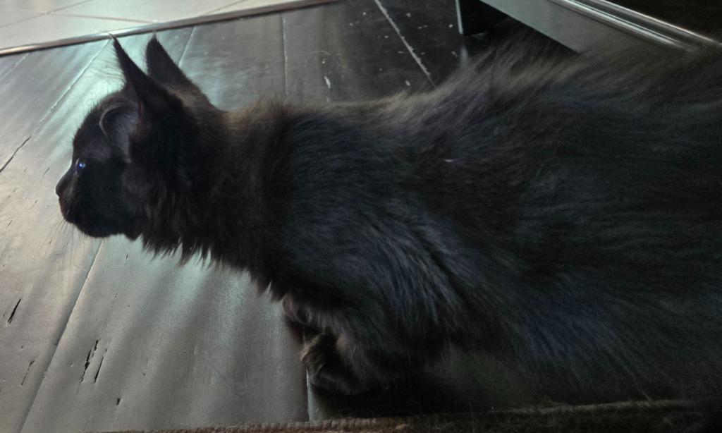 Glisten26, a Adoptable mixed breed in Youngsville, NC image 3/3