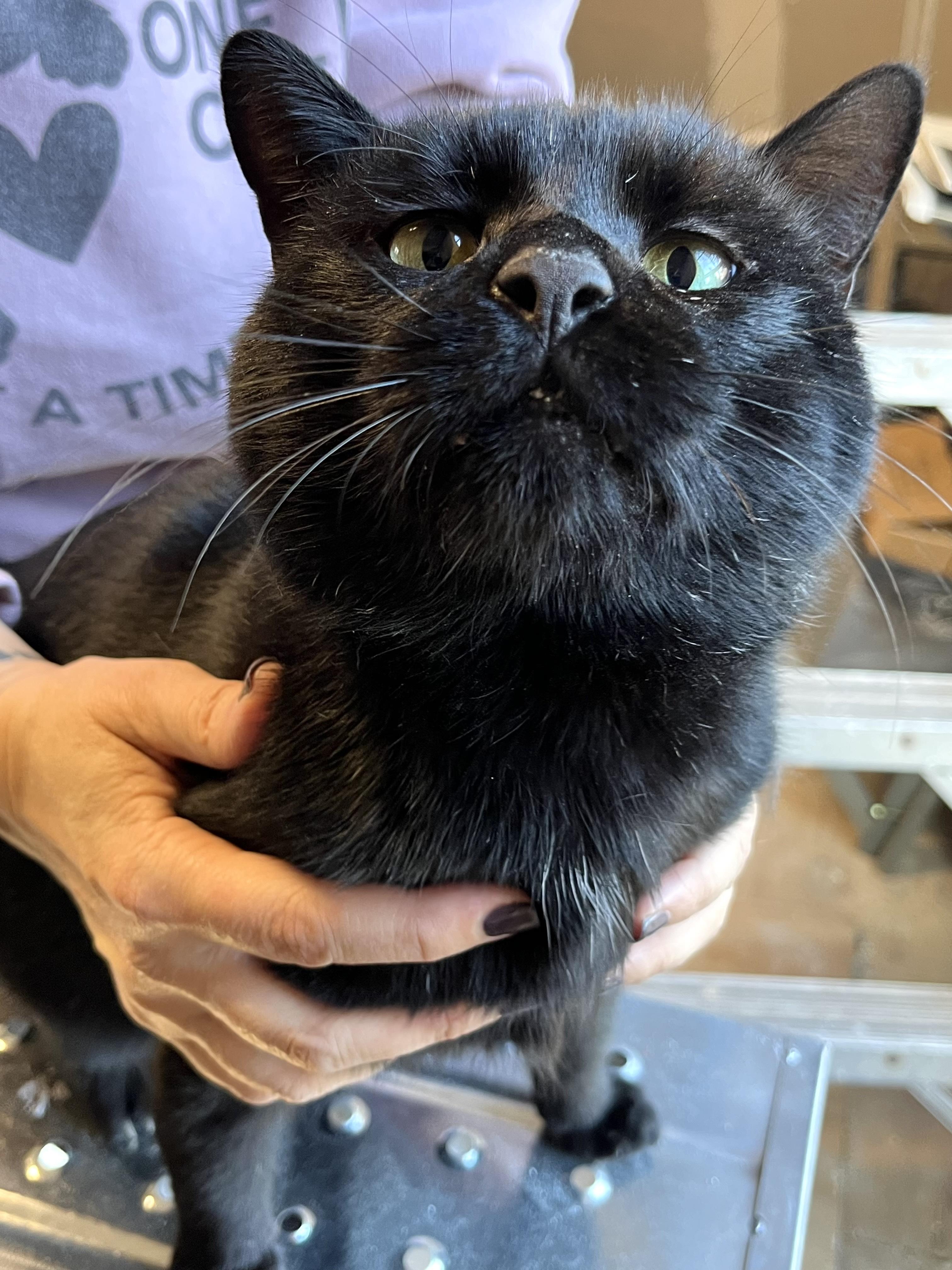 Hemlock, Adoptable, Adult Male American Shorthair.