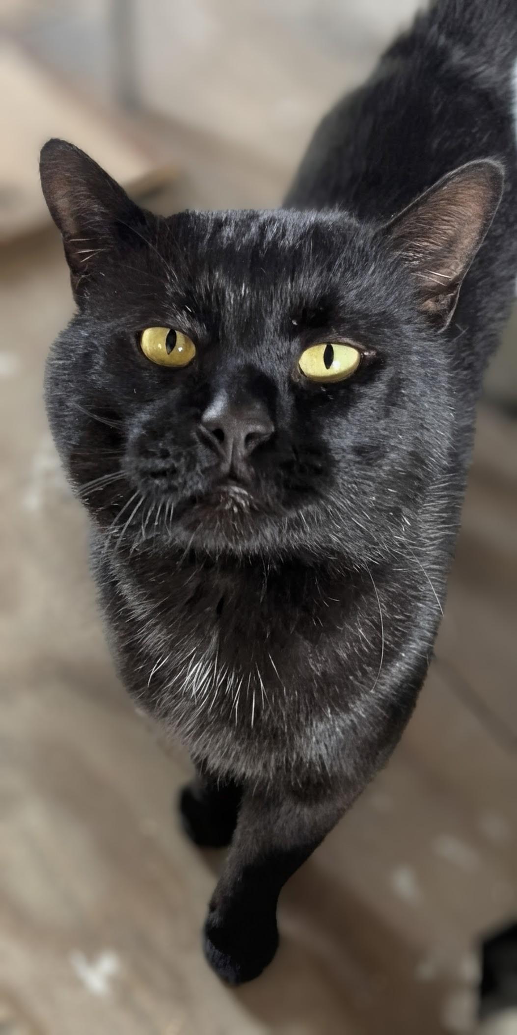 Enlarge Hemlock, a Adoptable American Shorthair in Montclair, NJ image 2/4