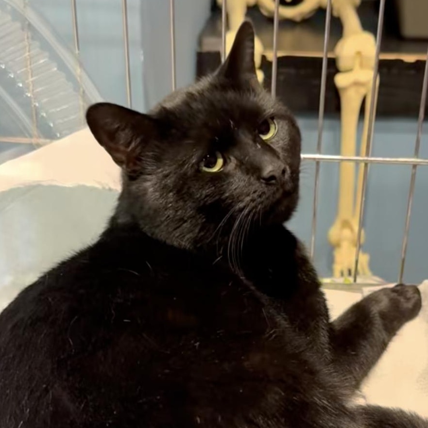 Enlarge Hemlock, a Adoptable American Shorthair in Montclair, NJ image 3/4