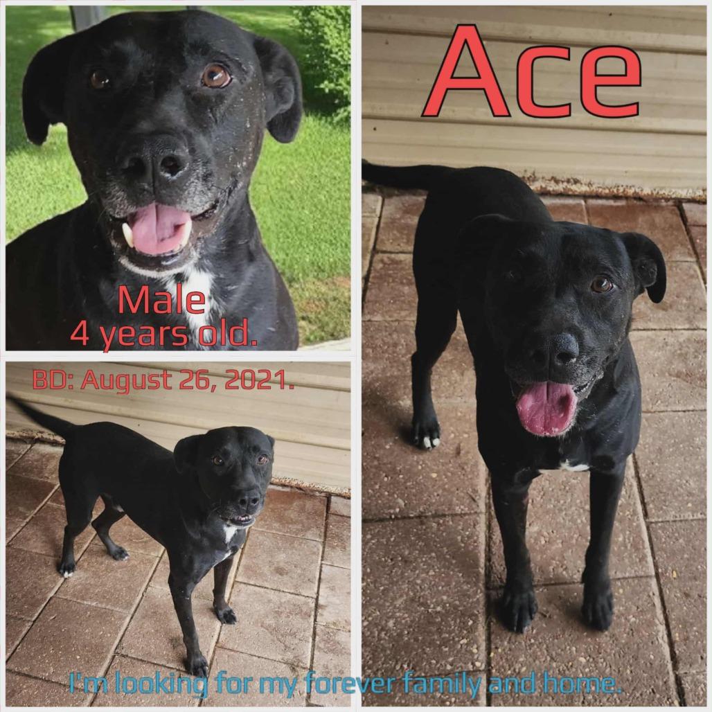 Enlarge Ace, a Adoptable Mixed Breed in Boaz, AL image 2/3